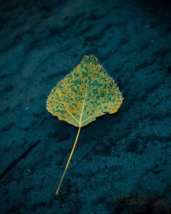 leaf, floating, flow, water, nature, underwater, outdoors, environment, plant, herb