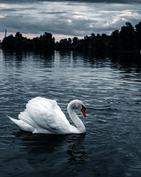 swan, majestic, grace, bird, spectacular, idyllic, landscape, wildlife, lake, reflection