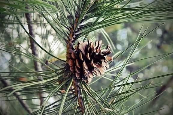 branch, plant, pine, tree, evergreen, nature, conifer, cone, color, winter