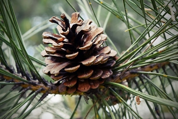 evergreen, nature, tree, pine, cone, conifer, branch, season, christmas, upclose