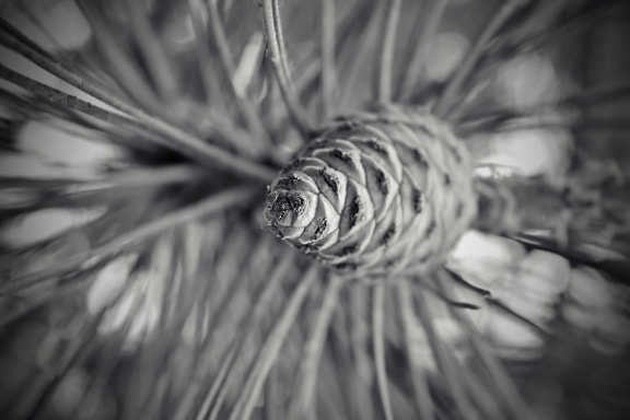 close-up, conifer, black and white, branch, nature, monochrome, pine, tree, blur, celebration