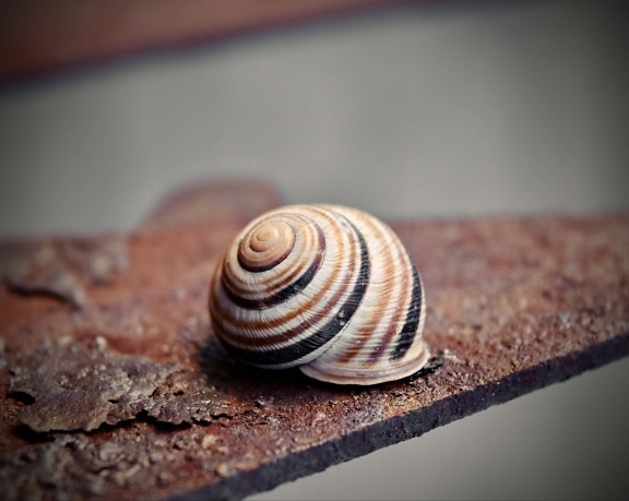 small, snail, close-up, light brown, shell, invertebrate, slug, gastropod, spiral, mollusk