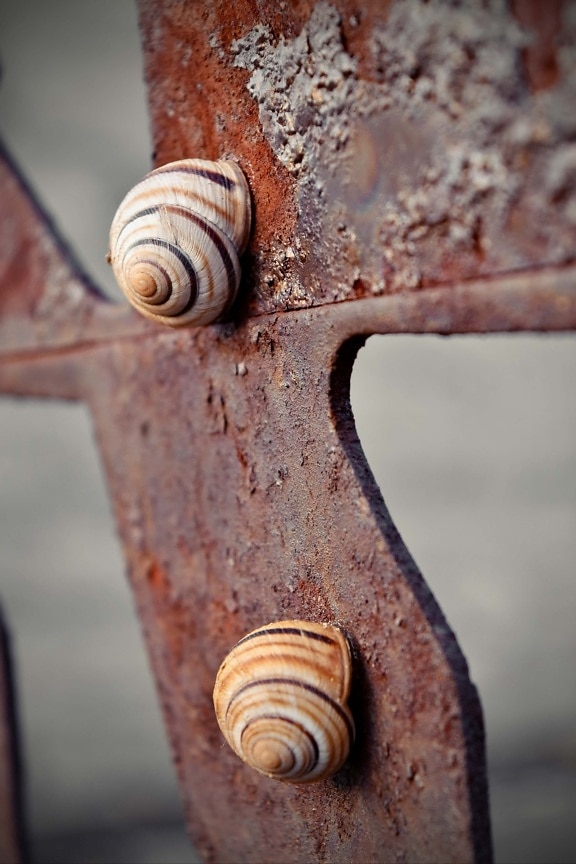 rust, metal, cast iron, snail, shell, fastener, spiral, nature, slug, old