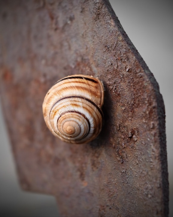 snail, close-up, rust, cast iron, spiral, animal, shell, mollusk, nature, invertebrate
