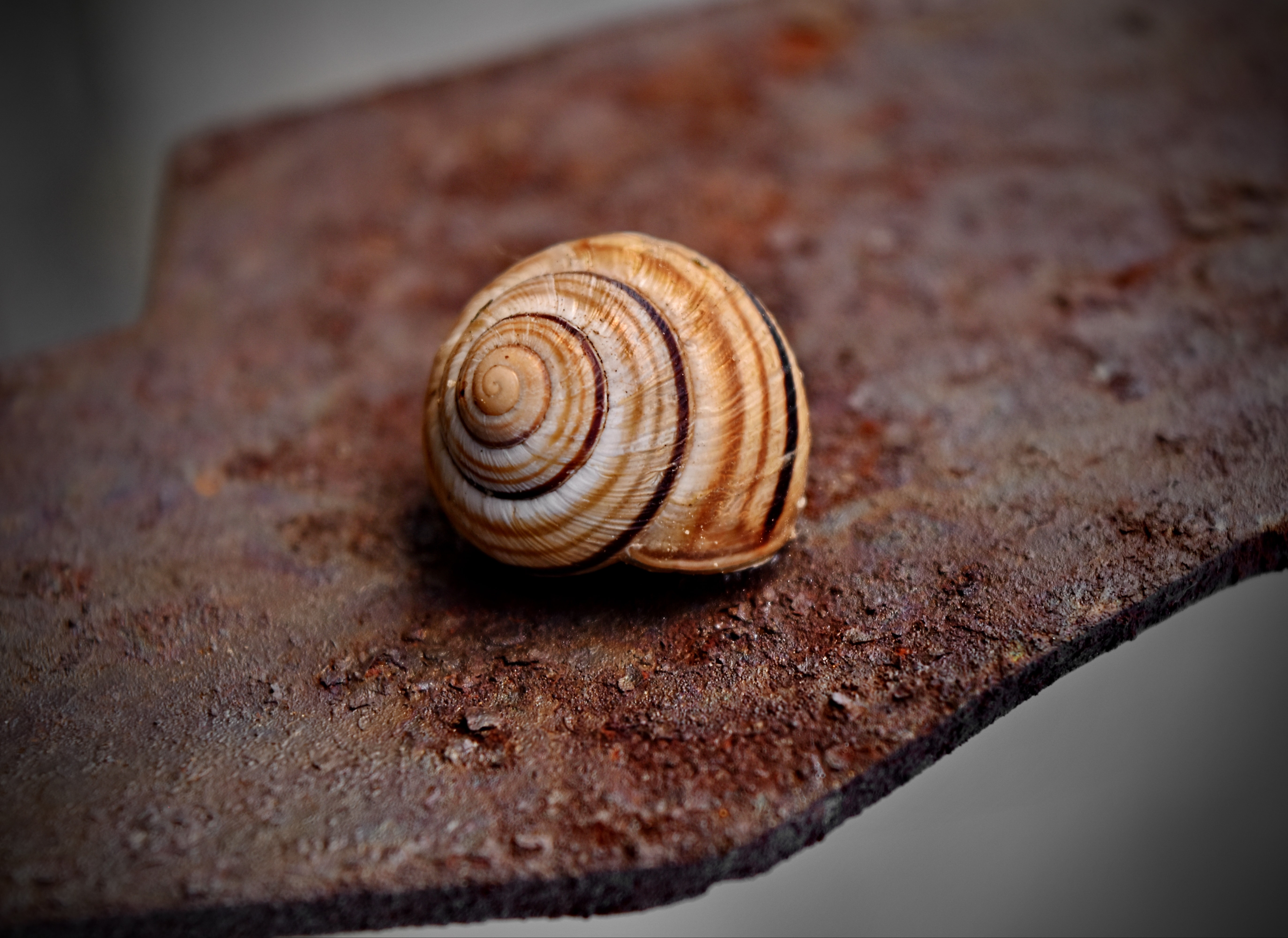 Free picture: snail, animal, light brown, close-up, invertebrate, shell,  spiral, nature, upclose, slug