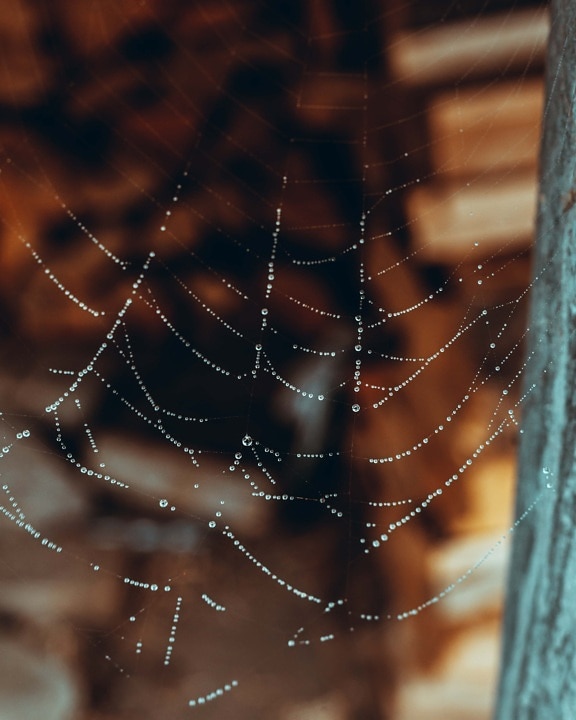 kosteus, märkä, hämähäkinverkko, lähietäisyydeltä, kaste, seitti, ansa, hämähäkki, hämähäkinverkko, paistaa