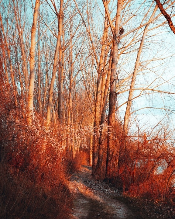 Willow, musim gugur musim, hutan, jalan hutan, semak, kayu, pohon, pohon, alam, pemandangan