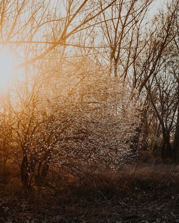 musim semi waktu, hari, cerah, sinar matahari, sinar matahari, pohon, pemandangan, hutan, pohon birch, pohon