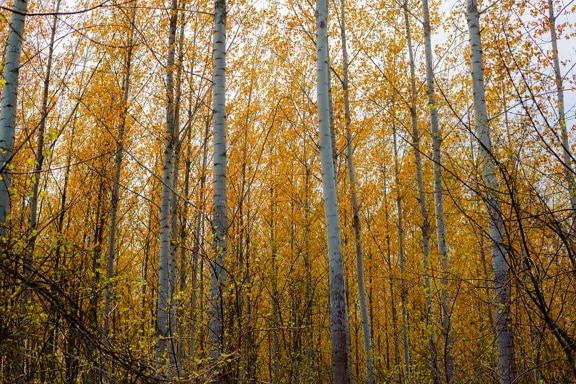 Herbstsaison, Wald, Pappel, Groß, Bäume, Holz, Landschaft, Herbst, Blatt, Struktur