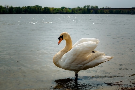 sunny, swan, riverbank, sideshow, animal, grace, wings, spectacular, bird, water