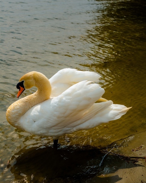 swan, grace, neck, side view, nature, bird, waterfowl, water, lake, aquatic bird