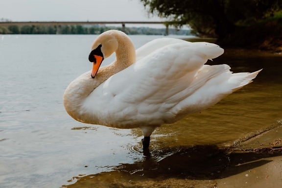 swan, bird, grace, majestic, side view, close-up, white, wings, feather, beak
