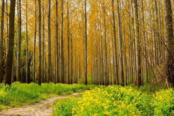 森林小径, 林路径, 杨树, 阳光, 一天, 木材, 植物, 性质, 叶, 森林