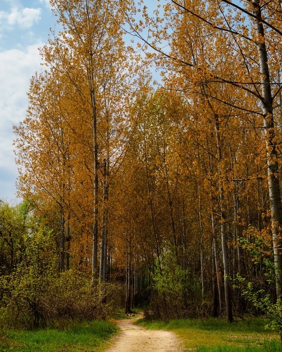 stromy, lesná cesta, jesennej sezóny, les, Topoľ, drevo, Príroda, jeseň, breza, strom