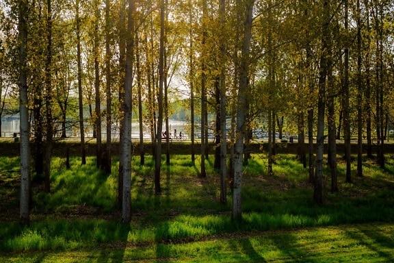 les, rekreační oblast, sluneční světlo, stín, Topol, alej, strom, stromy, dřevo, parku