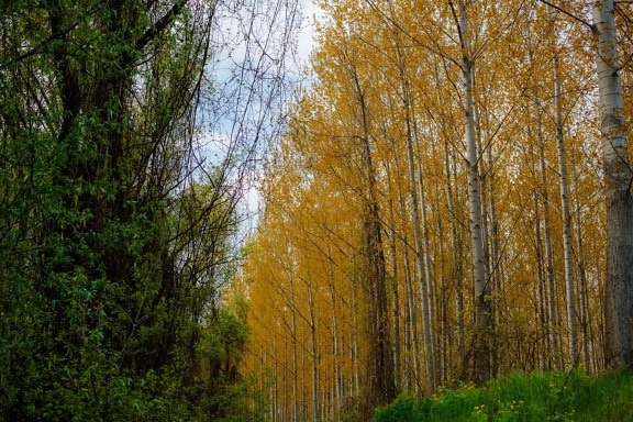 poplar, trees, yellowish brown, park, tree, nature, leaf, landscape, wood, forest