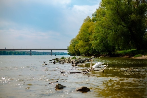 riverbank, river, Danube, bird, swan, swimming, landscape, shore, tree, lake
