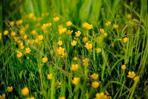 Ranunculus repens, nature, summer, plant, grass, sun, spring, flora, leaf, fair weather