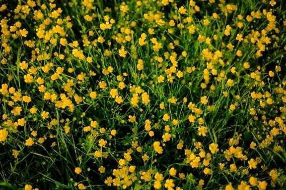 Ranunculus repens, flores silvestres, césped, verano, resorte, flora, naturaleza, hierba, amarillo, planta