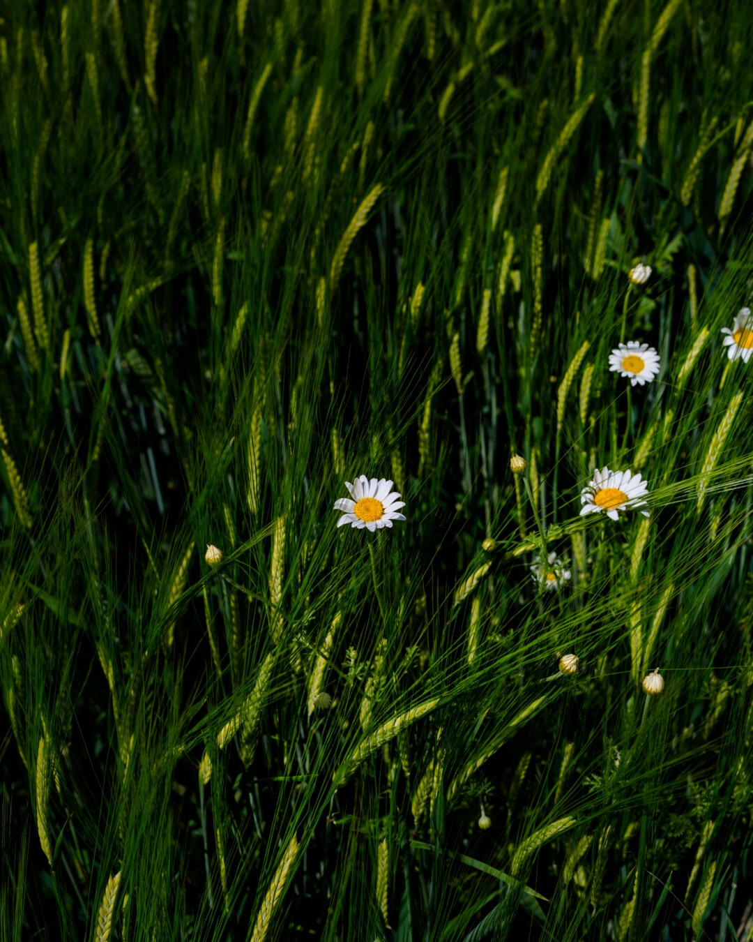 wheatfield, agriculture, chamomile, stem, green leaf, herb, summer, daisy, field, plant