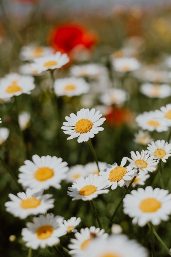 chamomile, wildflower, plant, spring, meadow, blossom, nature, flower, herb, summer