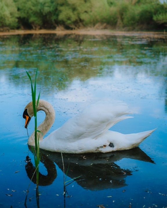 swan, majestic, grace, bird, side view, wading bird, reflection, heron, lake, water