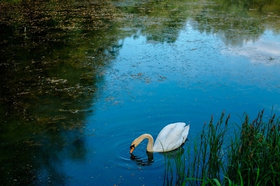 marshland, idyllic, bird, swan, alone, landscape, lake, water, wading bird, aquatic bird