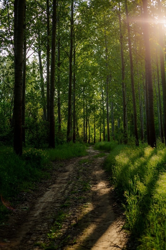 metsän polkua, Auringonvalo, auringonsäteet, varjo, puut, puu, metsä, puu, metsä, maisema