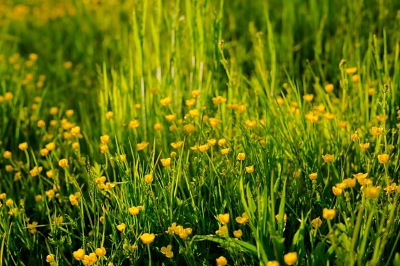 Ranunculus repens, erba, fiore selvaggio, piante di erba, sole, campo, rurale, natura, bel tempo, campo di fieno