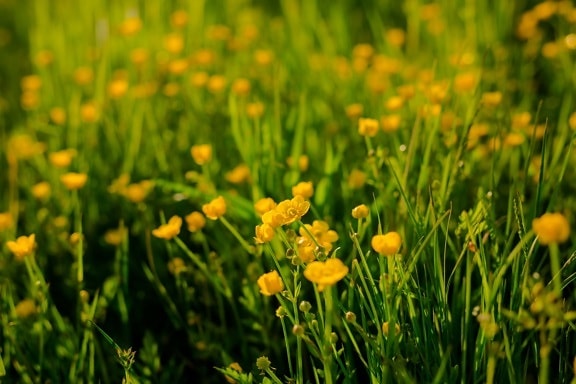 yellowish, wildflower, grassland, grass, field, fair weather, plant, herb, nature, Ranunculus repens