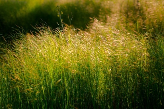 тревни растения, тревисти, пролетно време, светъл, слънчева светлина, растителна, пролет, трева, тревата, зората