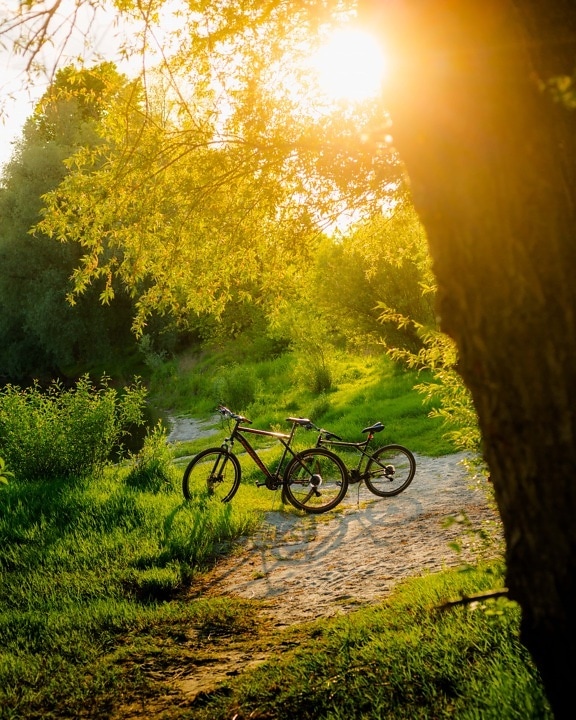 mountain bike, forest path, forest, sunlight, sunny, tree, leaf, shrub, park, wood