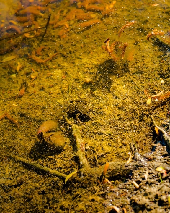 animal, bajo el agua, rana, ecosistema de, Río, barro, tierra, al aire libre, invertebrado, agua