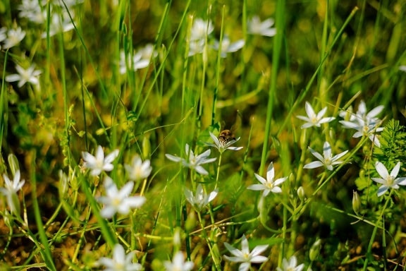 ミツバチ, 蜂, 送粉者, 受粉, 昆虫, 草で覆われました。, 白い花, 野生の花, 葉, 草原