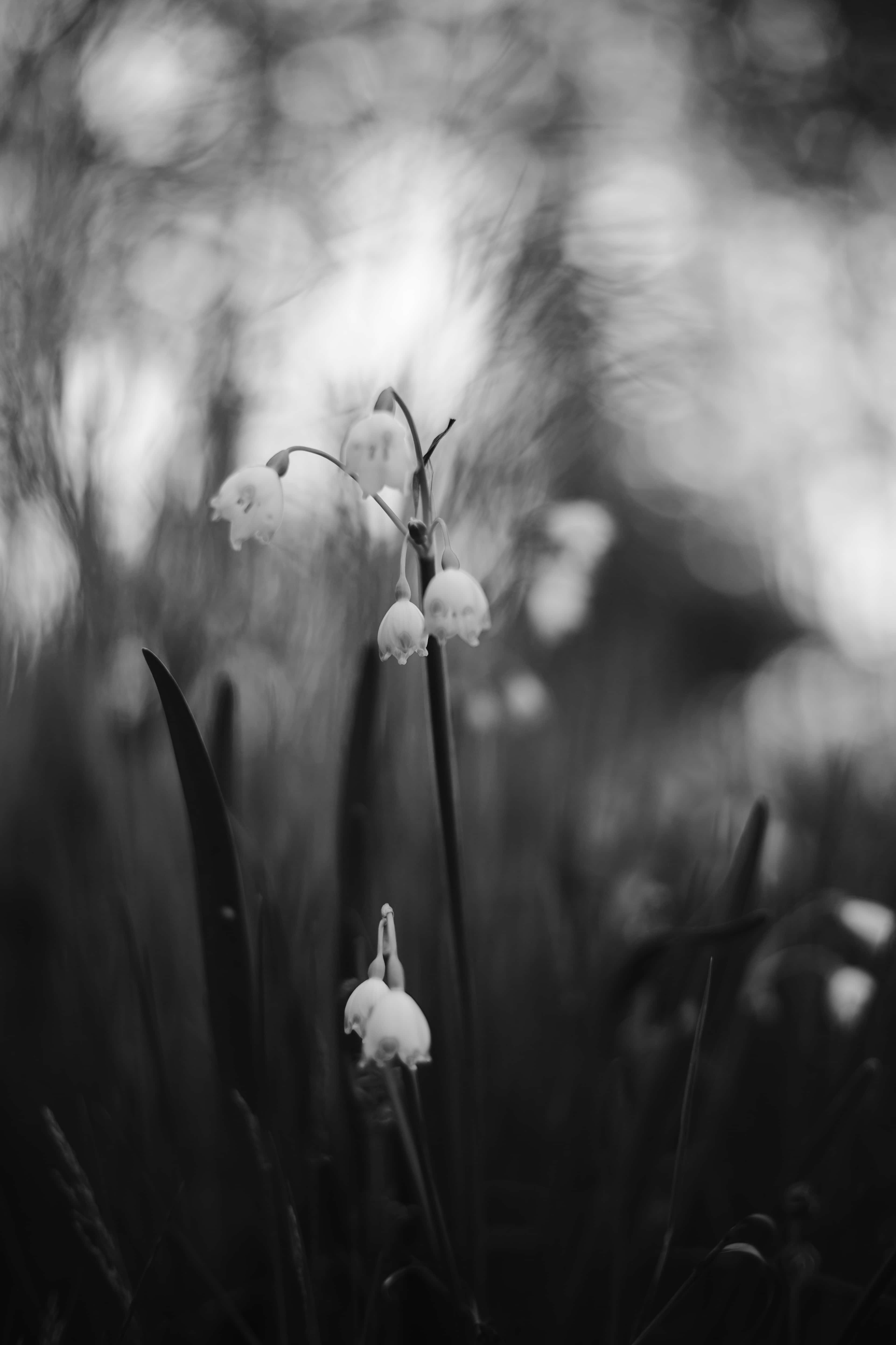 フリー写真画像 モノクロ 白い花 春の時間 黒と白 草で覆われました 花 工場 自然 草 葉