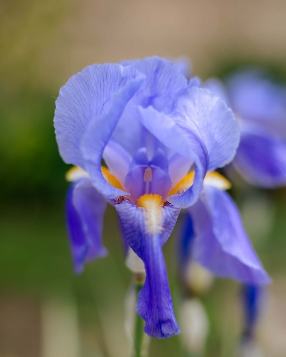 violet, floare, Iris, polen, petale, până aproape, floare, petale, iarbă, plante