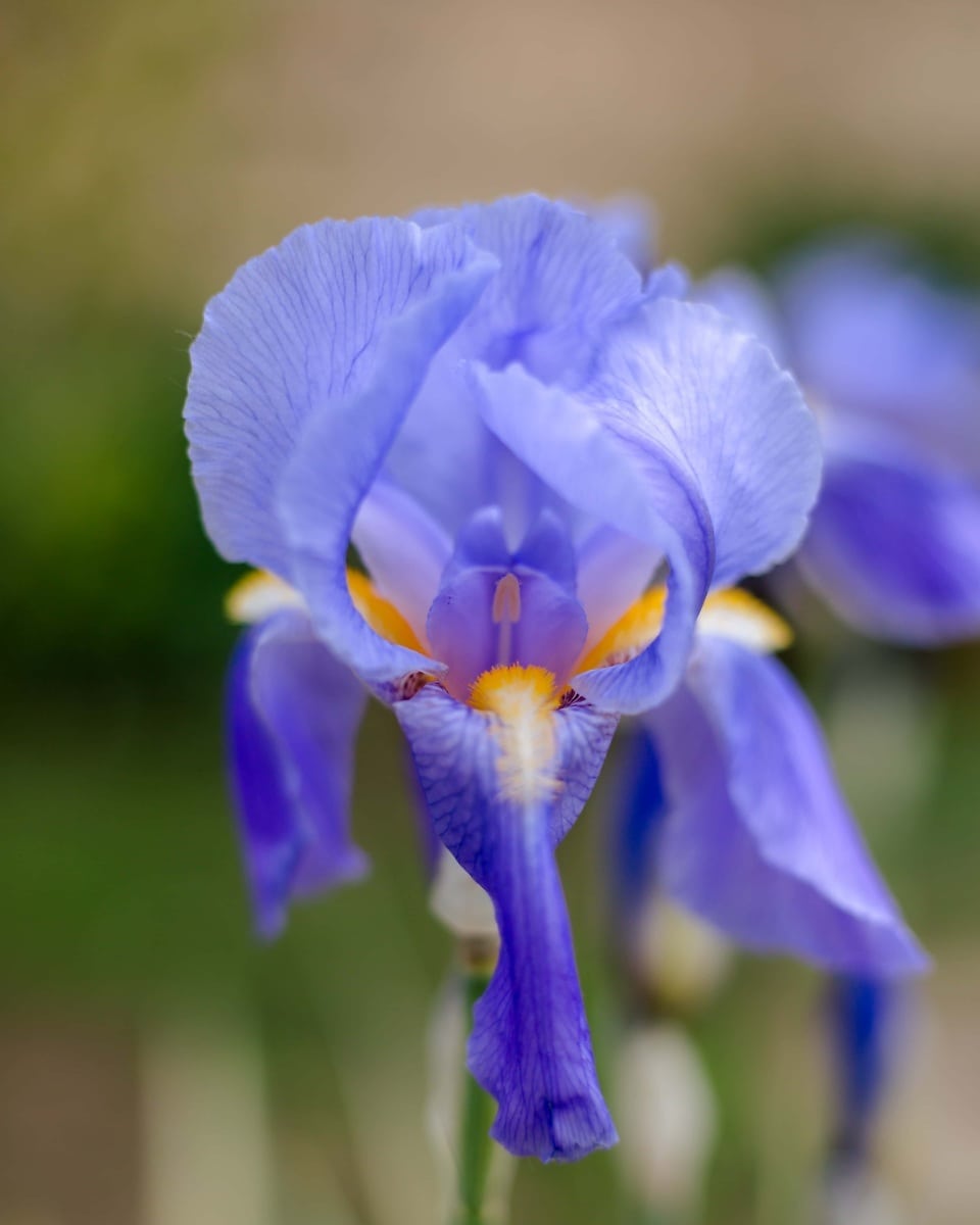 Free picture: purple, flower, iris, pollen, petals, close-up, bloom ...