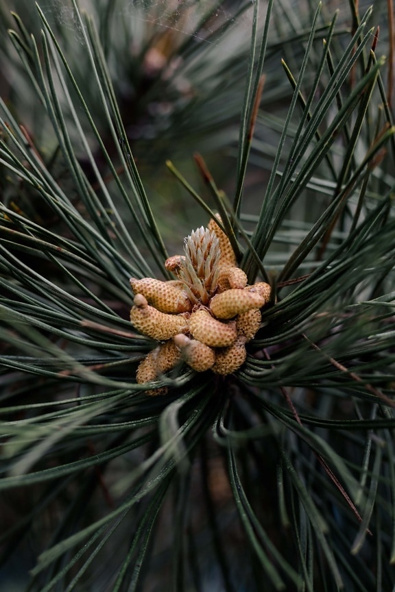 Conifer spruce