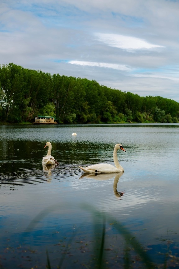 aves acuáticas, cisne, hábitat natural, Parque Nacional, junto al lago, Lago, Flamingo, agua, naturaleza, pájaro