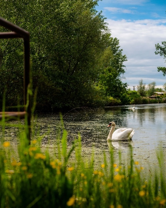 swan, marshland, nature, water, landscape, reflection, aquatic, tree, pool, lake