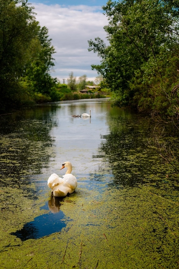 riverbank, channel, bird family, swan, water, lake, shore, reflection, lakeside, pool