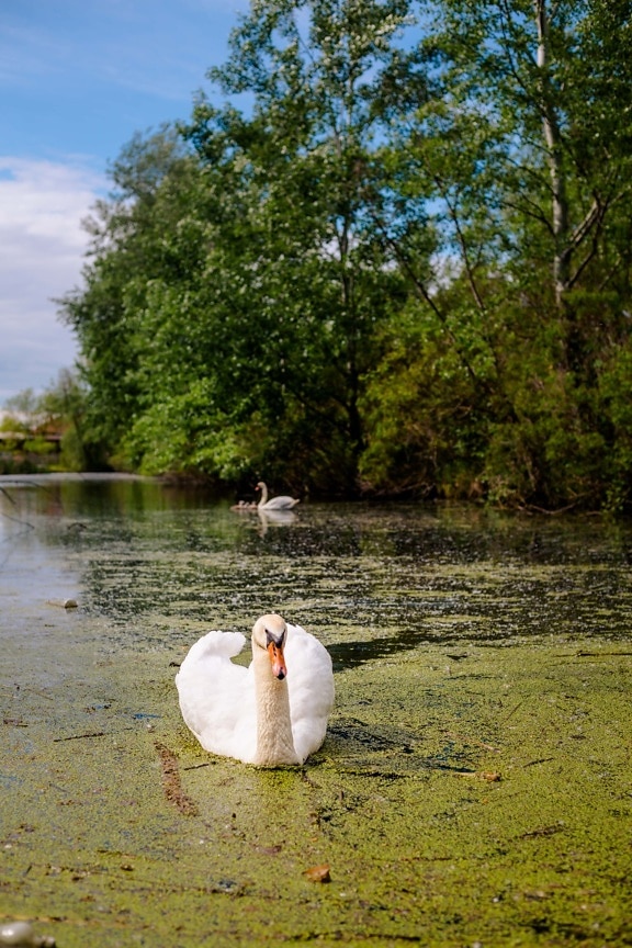 swan, swimming, grace, marshlands, aquatic plant, wading bird, lake, water, bird, nature