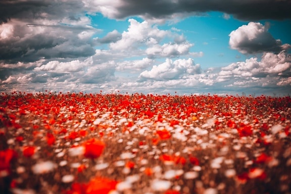 dramatic, clouds, agriculture, field, flowers, poppy, flower, nature, bright, leaf
