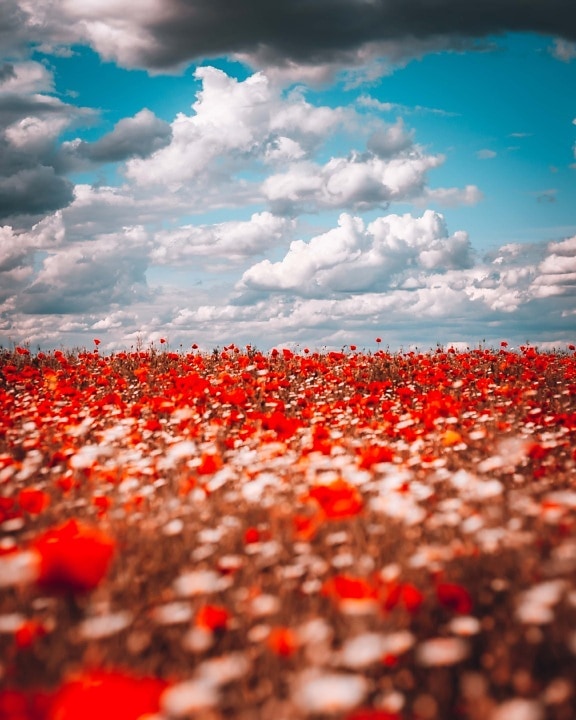 majestic, poppy, agricultural, field, flowers, red, flower, shrub, nature, leaf