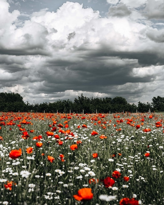 opium poppy, indah, lahan pertanian, pertanian, musim semi, bunga, Poppy, bidang, bunga, tanaman