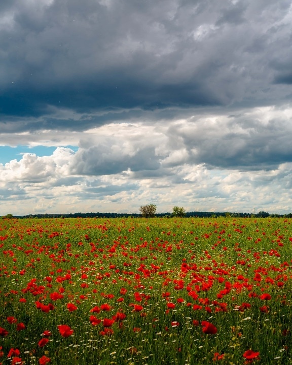 agricultural, field, poppy, flowers, meadow, nature, landscape, summer, spring, flower