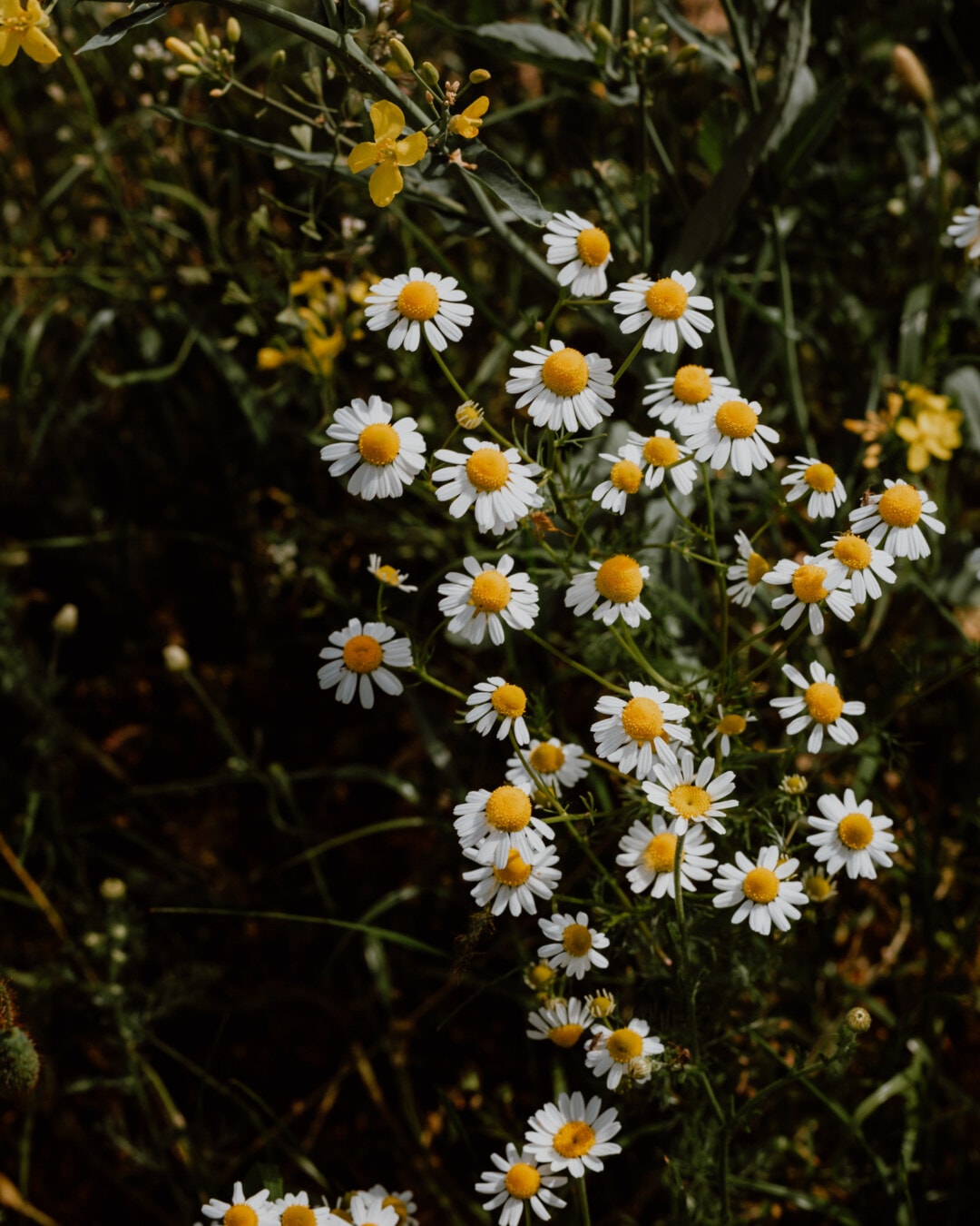 wildflower, chamomile, grassy, spring, plant, nature, summer, flower, herb, meadow