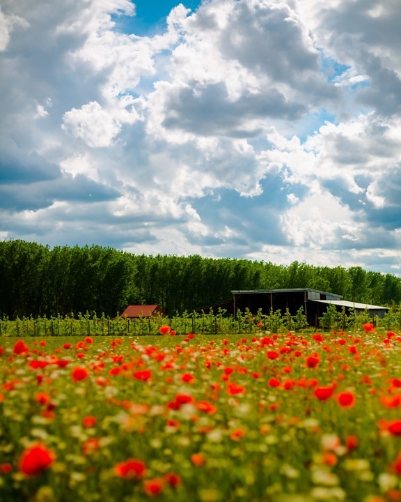agriculture, orchard, shed, poppy, field, farmland, rural, flower, nature, meadow