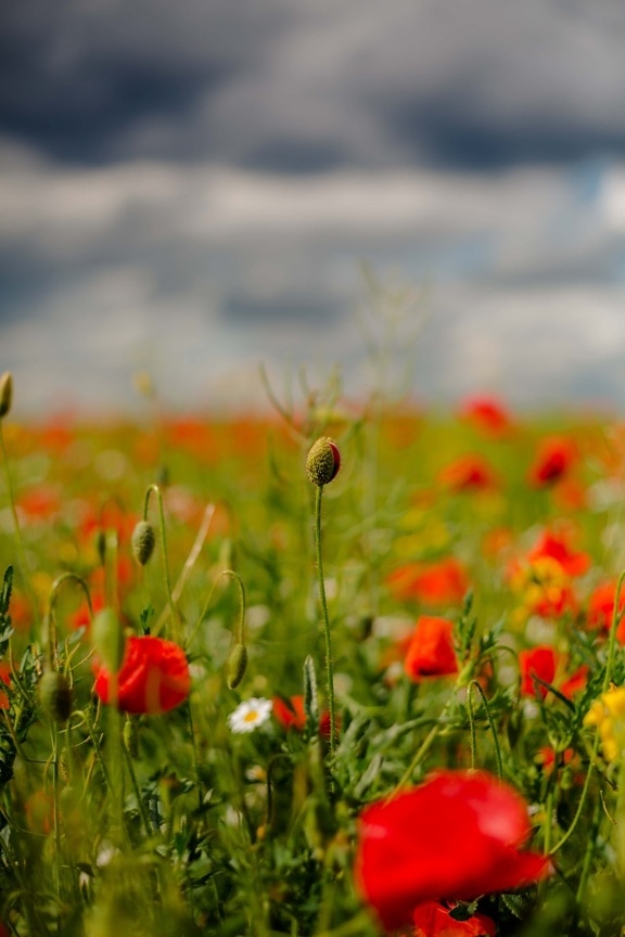 field, opium poppy, flower bud, grassland, flower, poppy, spring, nature, summer, bloom