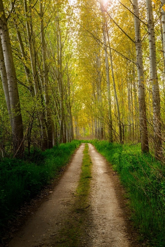 šumska cesta, Šumski put, stabla, topola, perspektiva, list, jesen, krajolik, cesta, vrba